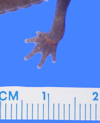 Media type: image; Herpetology A-89458